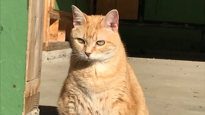 Male cat
