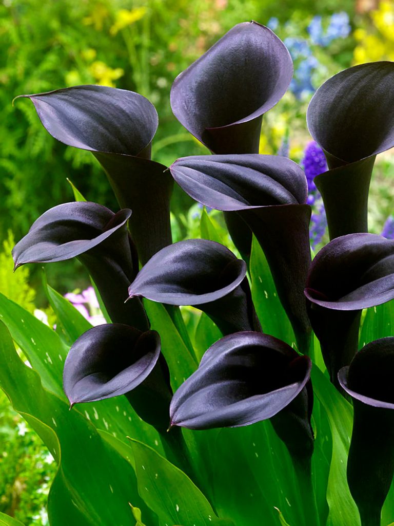 Black calla lily