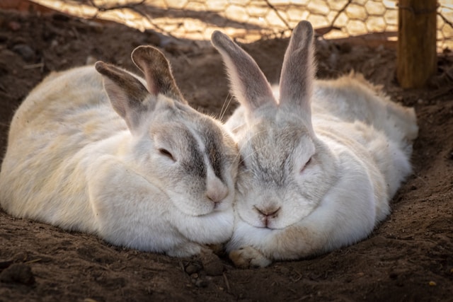 two bunnies cute