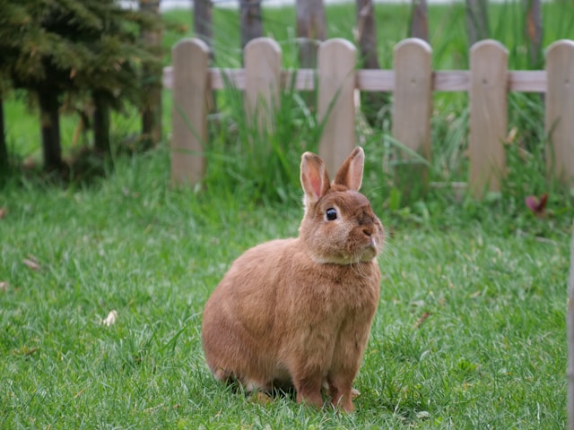 rabbit with green grasses