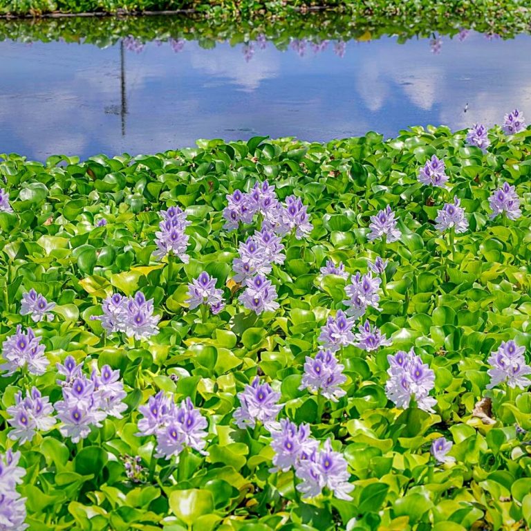 hyacinths flower