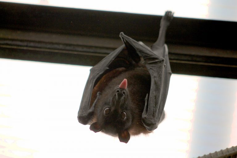 bat hanging