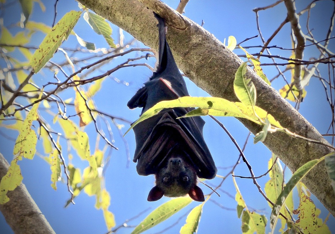 How to Prevent Bats from Invading Your Backyard: A Comprehensive Guide ...
