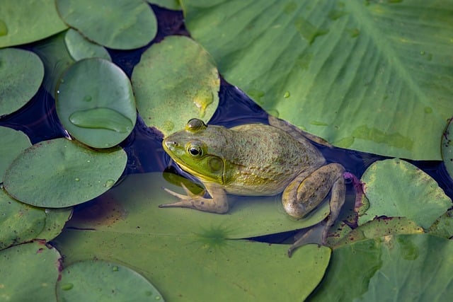 frog animal